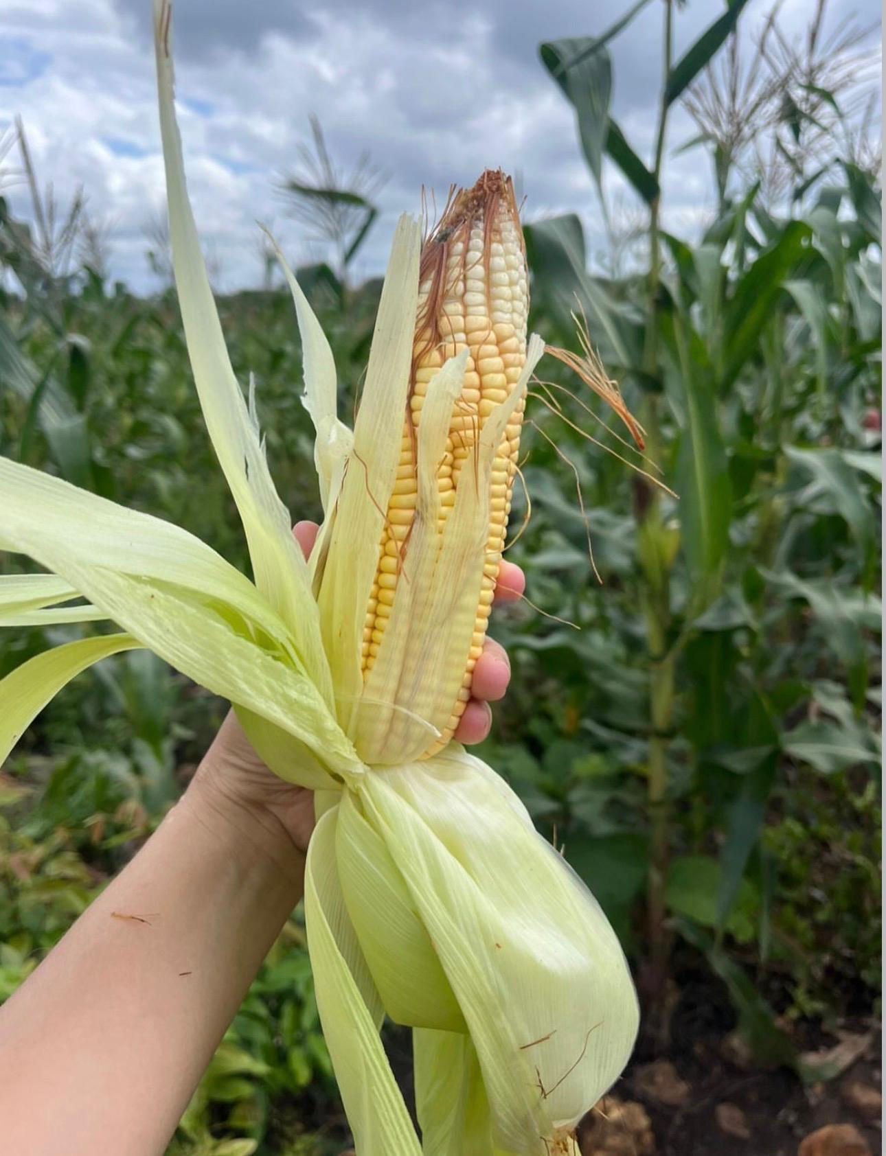 Agricultura familiar