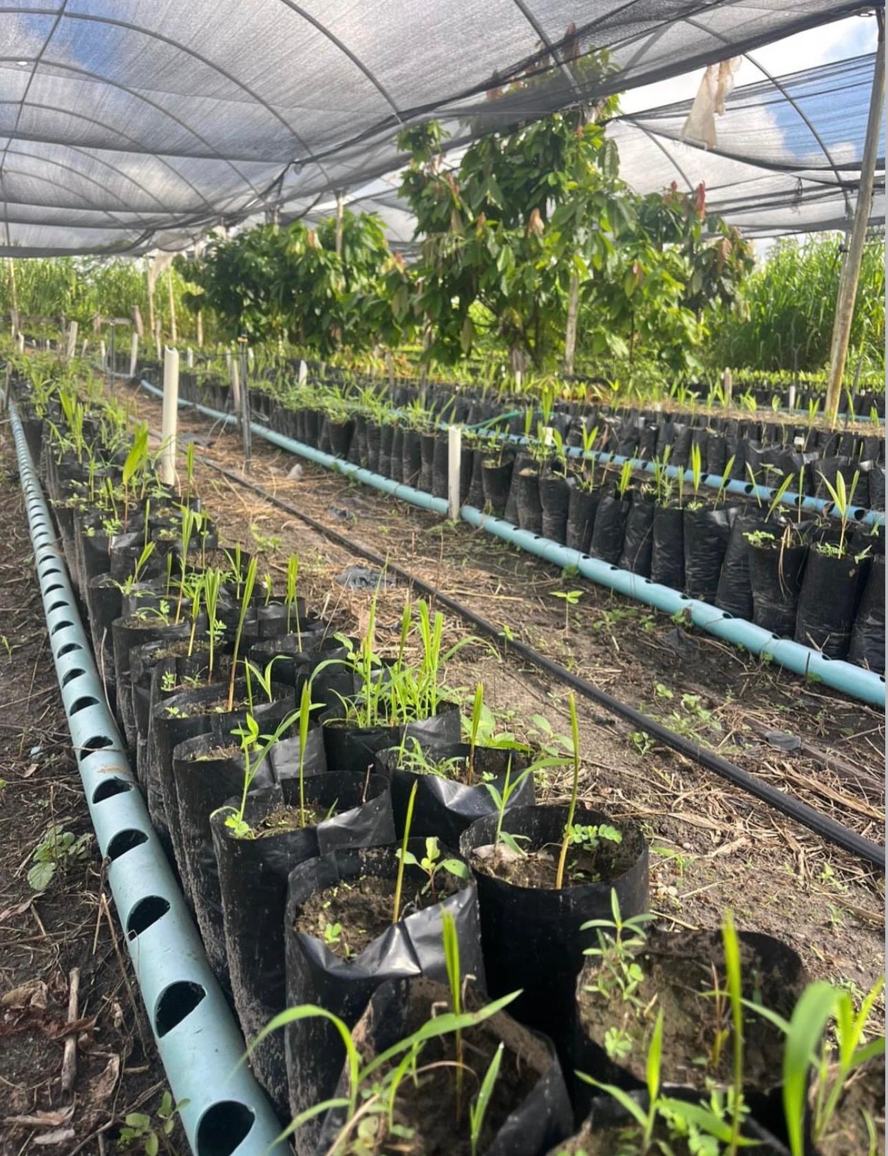 Agricultura familiar