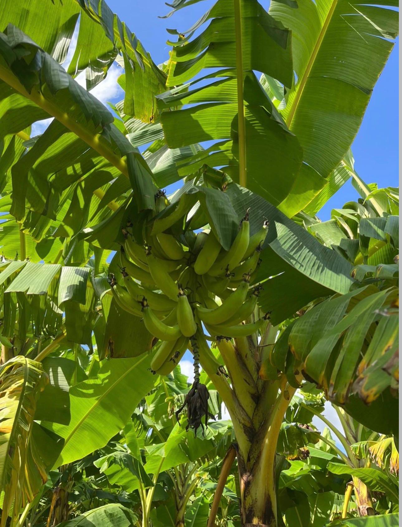 Agricultura familiar