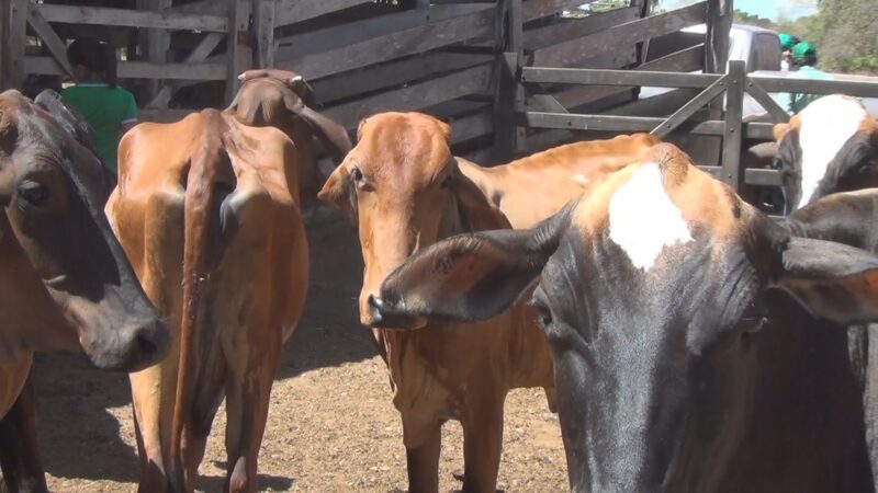 Programa de melhoramento genético do rebanho bovino chega a 9 propriedades no município