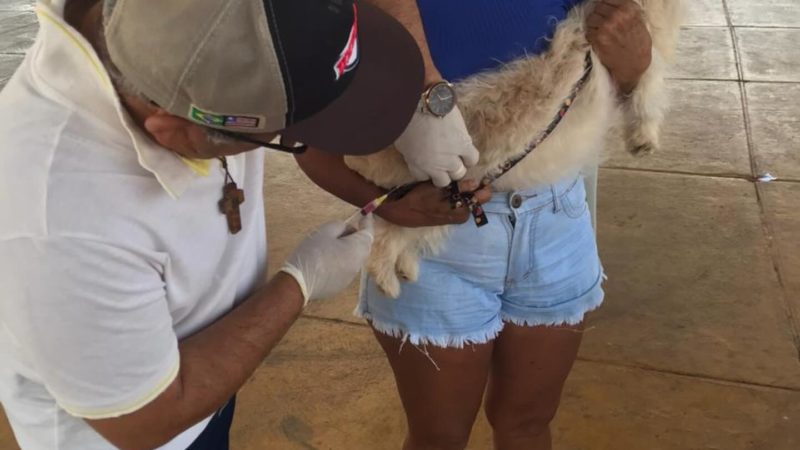 Dia D de vacinação contra raiva de cães e gatos vacinou centenas de animais nos postos de vacinação instalados no sábado dia 21 na sede e zona rural